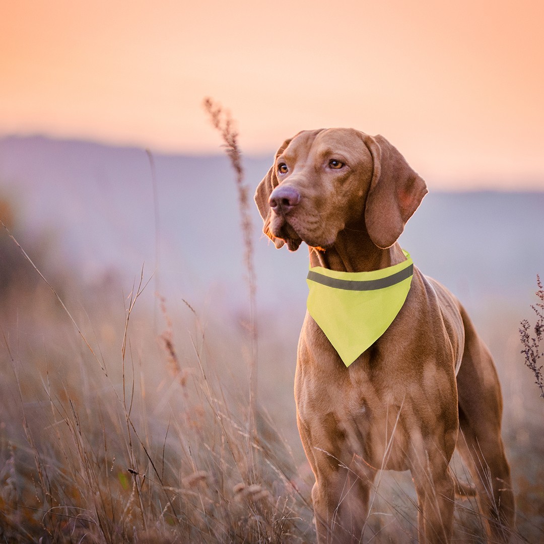 Collar Bandana Bipols - 5826AMAS/T - 5826 MKT