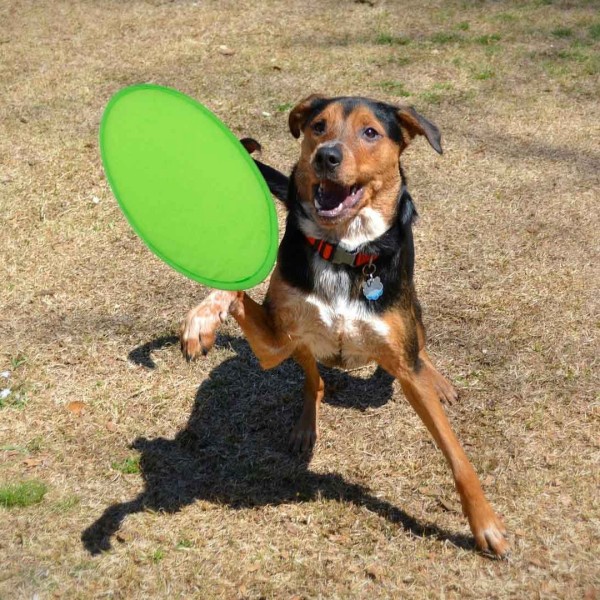 Frisbee Watson - 9156AMAS/T - 9156 MKT