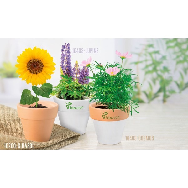 Maceta Terracota Semillas FLORAL