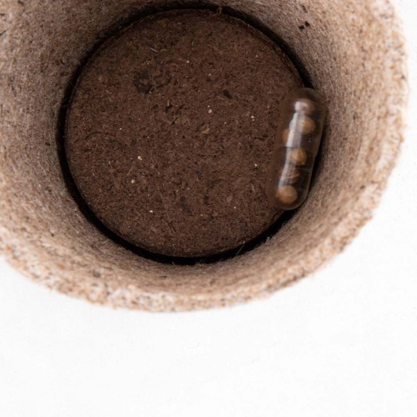 Maceta Biodegradable Ceres