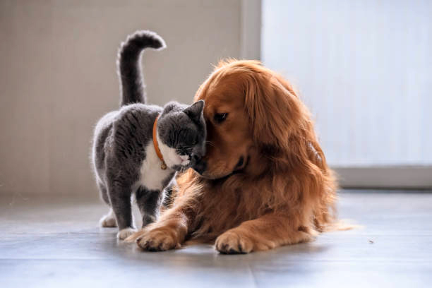 Mascotas y Animales sublimación promocionales